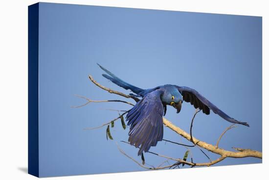 Hyacinth Macaw-Joe McDonald-Stretched Canvas
