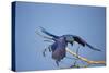 Hyacinth Macaw-Joe McDonald-Stretched Canvas