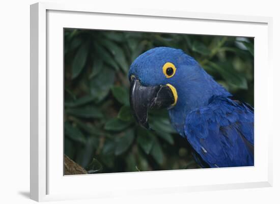 Hyacinth Macaw-DLILLC-Framed Photographic Print