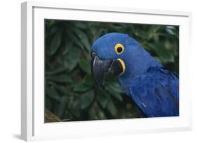 Hyacinth Macaw-DLILLC-Framed Photographic Print