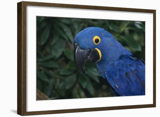 Hyacinth Macaw-DLILLC-Framed Photographic Print