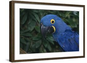 Hyacinth Macaw-DLILLC-Framed Photographic Print