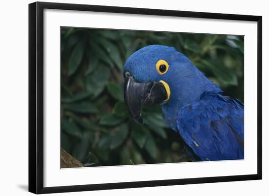 Hyacinth Macaw-DLILLC-Framed Photographic Print