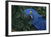 Hyacinth Macaw-DLILLC-Framed Photographic Print