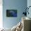 Hyacinth Macaw-DLILLC-Mounted Photographic Print displayed on a wall