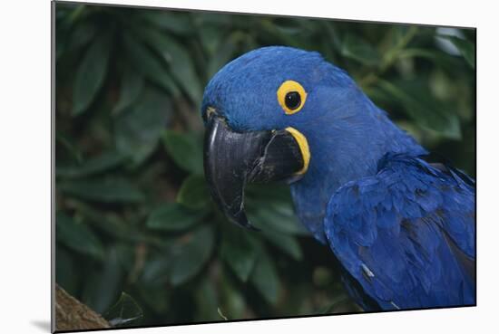 Hyacinth Macaw-DLILLC-Mounted Photographic Print