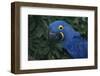 Hyacinth Macaw-DLILLC-Framed Photographic Print