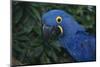 Hyacinth Macaw-DLILLC-Mounted Photographic Print