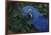 Hyacinth Macaw-DLILLC-Framed Photographic Print