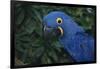 Hyacinth Macaw-DLILLC-Framed Photographic Print