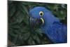 Hyacinth Macaw-DLILLC-Mounted Photographic Print