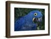 Hyacinth Macaw-DLILLC-Framed Photographic Print