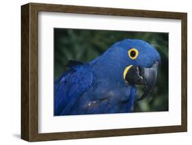 Hyacinth Macaw-DLILLC-Framed Photographic Print