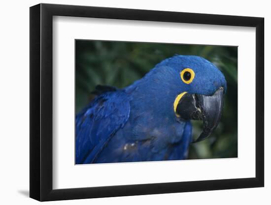 Hyacinth Macaw-DLILLC-Framed Photographic Print