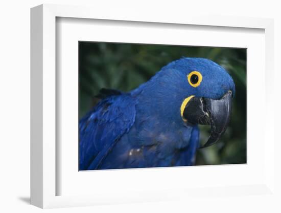 Hyacinth Macaw-DLILLC-Framed Photographic Print