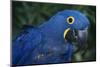 Hyacinth Macaw-DLILLC-Mounted Photographic Print