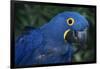 Hyacinth Macaw-DLILLC-Framed Photographic Print