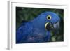 Hyacinth Macaw-DLILLC-Framed Photographic Print