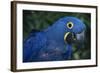 Hyacinth Macaw-DLILLC-Framed Photographic Print