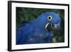 Hyacinth Macaw-DLILLC-Framed Photographic Print