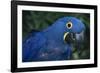 Hyacinth Macaw-DLILLC-Framed Photographic Print