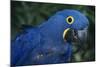 Hyacinth Macaw-DLILLC-Mounted Photographic Print