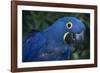 Hyacinth Macaw-DLILLC-Framed Photographic Print