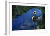 Hyacinth Macaw-DLILLC-Framed Photographic Print