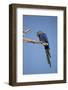 Hyacinth Macaw-Joe McDonald-Framed Photographic Print