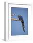 Hyacinth Macaw-Joe McDonald-Framed Photographic Print