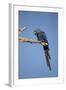 Hyacinth Macaw-Joe McDonald-Framed Photographic Print