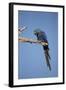 Hyacinth Macaw-Joe McDonald-Framed Photographic Print