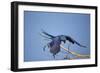 Hyacinth Macaw-Joe McDonald-Framed Photographic Print