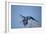 Hyacinth Macaw-Joe McDonald-Framed Photographic Print