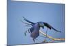 Hyacinth Macaw-Joe McDonald-Mounted Photographic Print