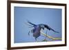 Hyacinth Macaw-Joe McDonald-Framed Photographic Print