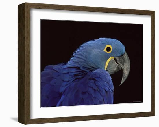 Hyacinth Macaw-Lynn M. Stone-Framed Photographic Print