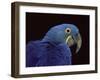 Hyacinth Macaw-Lynn M. Stone-Framed Photographic Print