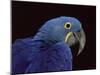 Hyacinth Macaw-Lynn M. Stone-Mounted Photographic Print