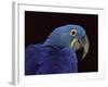 Hyacinth Macaw-Lynn M. Stone-Framed Photographic Print