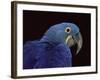 Hyacinth Macaw-Lynn M. Stone-Framed Photographic Print