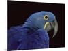 Hyacinth Macaw-Lynn M. Stone-Mounted Photographic Print