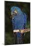 Hyacinth Macaw-Lynn M^ Stone-Mounted Photographic Print