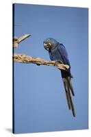 Hyacinth Macaw-Joe McDonald-Stretched Canvas