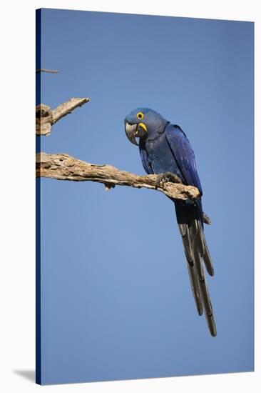 Hyacinth Macaw-Joe McDonald-Stretched Canvas