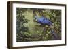 Hyacinth Macaw-Michael Jackson-Framed Giclee Print