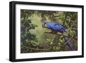 Hyacinth Macaw-Michael Jackson-Framed Giclee Print