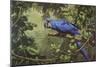 Hyacinth Macaw-Michael Jackson-Mounted Giclee Print