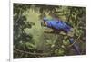 Hyacinth Macaw-Michael Jackson-Framed Giclee Print