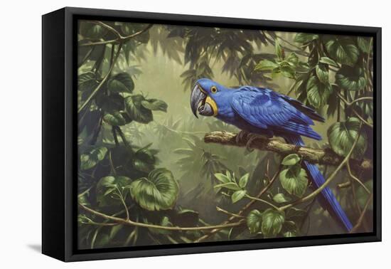 Hyacinth Macaw-Michael Jackson-Framed Stretched Canvas